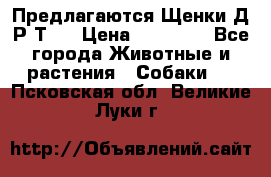 Предлагаются Щенки Д.Р.Т.  › Цена ­ 15 000 - Все города Животные и растения » Собаки   . Псковская обл.,Великие Луки г.